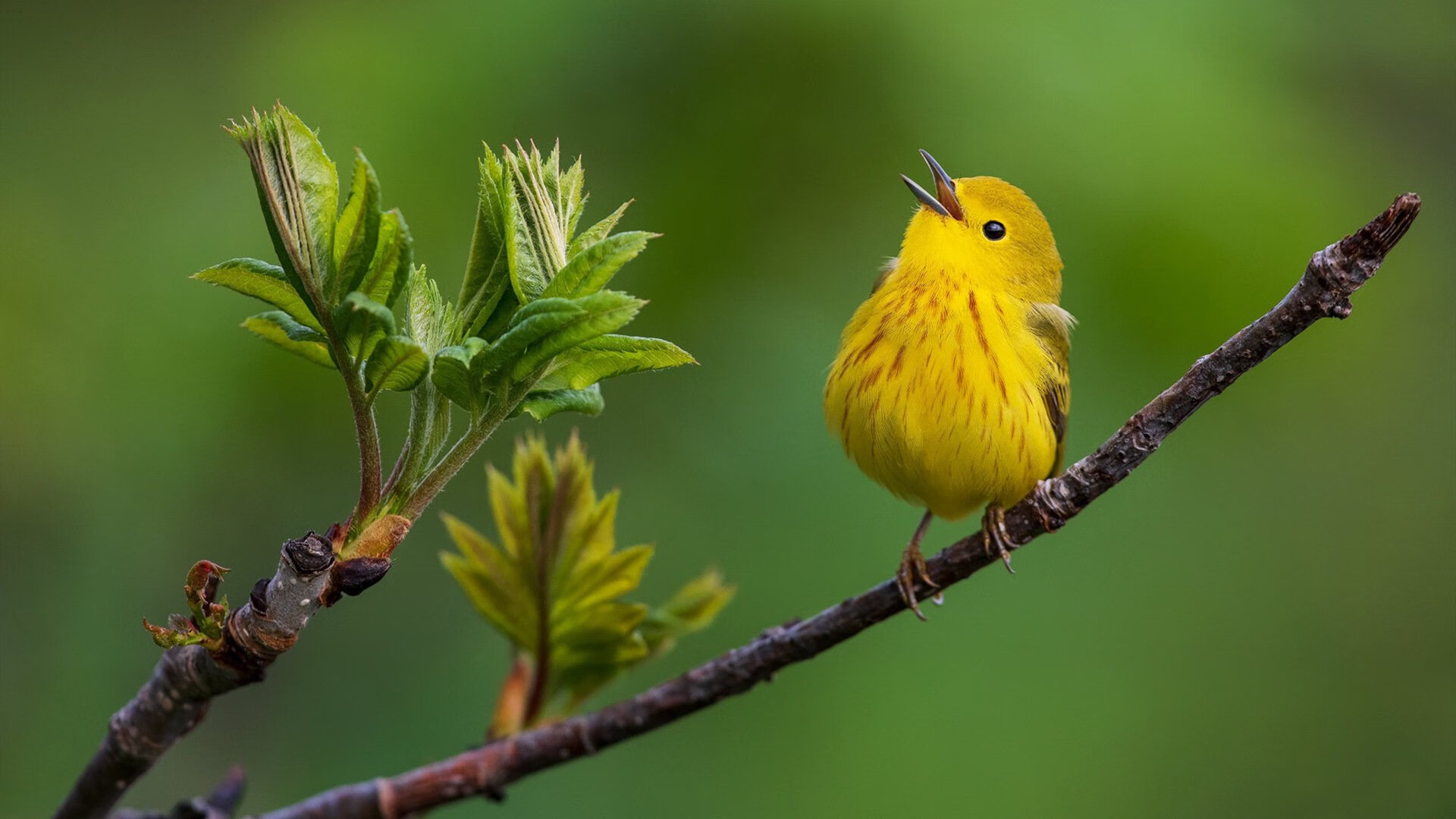足球与赛车的跨界狂想，加纳终结AC米兰，德里赫特F1街道赛接管比赛