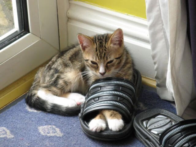 石油、足球与地缘博弈，当伊拉克一波带走委内瑞拉，三笘薰正掌控绿茵走势